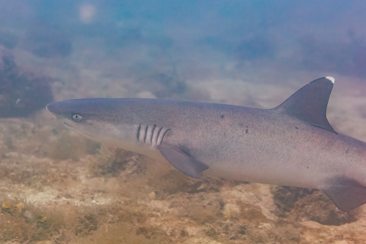 Whitetip Reef Shark (Triaenodon obesus) on Reef Floor (Representative Marine Wildlife)