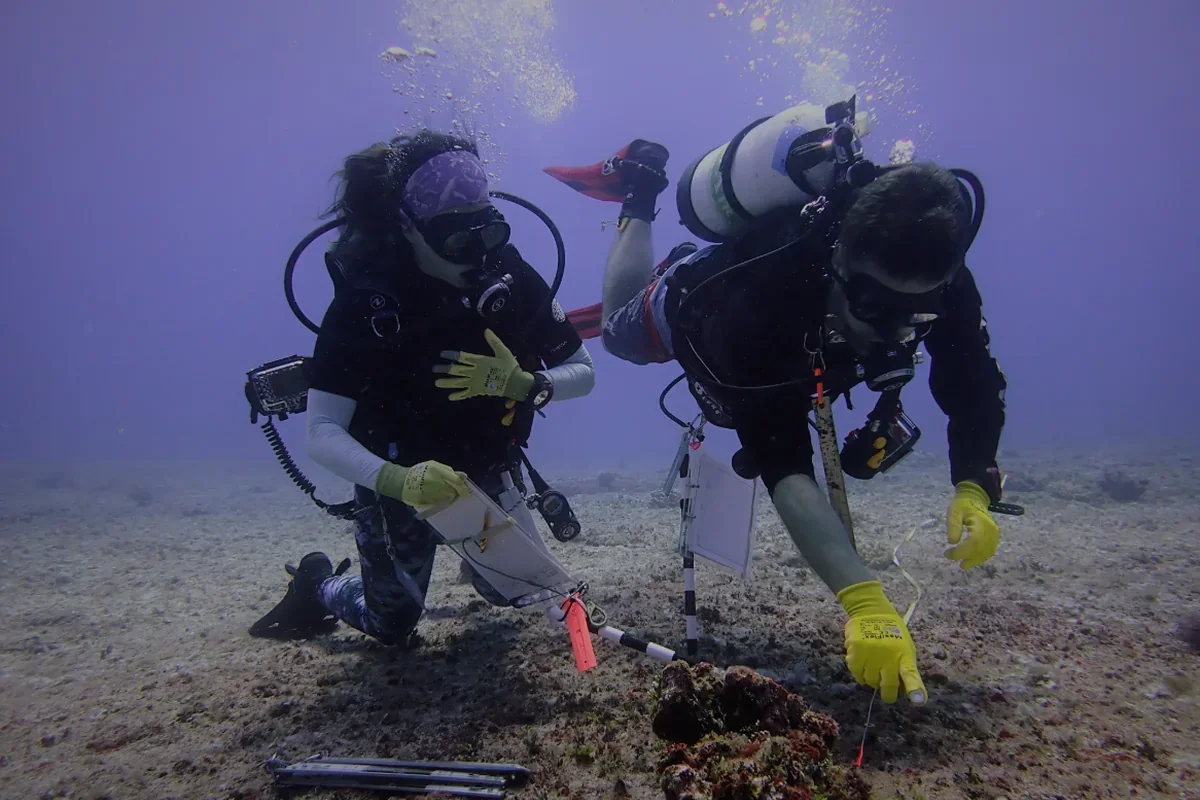 Fun Dive Catalina Islands — 2-Tank Guided Excursion for Certified Divers