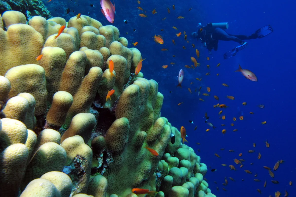 Discover Scuba Diving for Beginners (Non-Certified) at Catalina Islands
